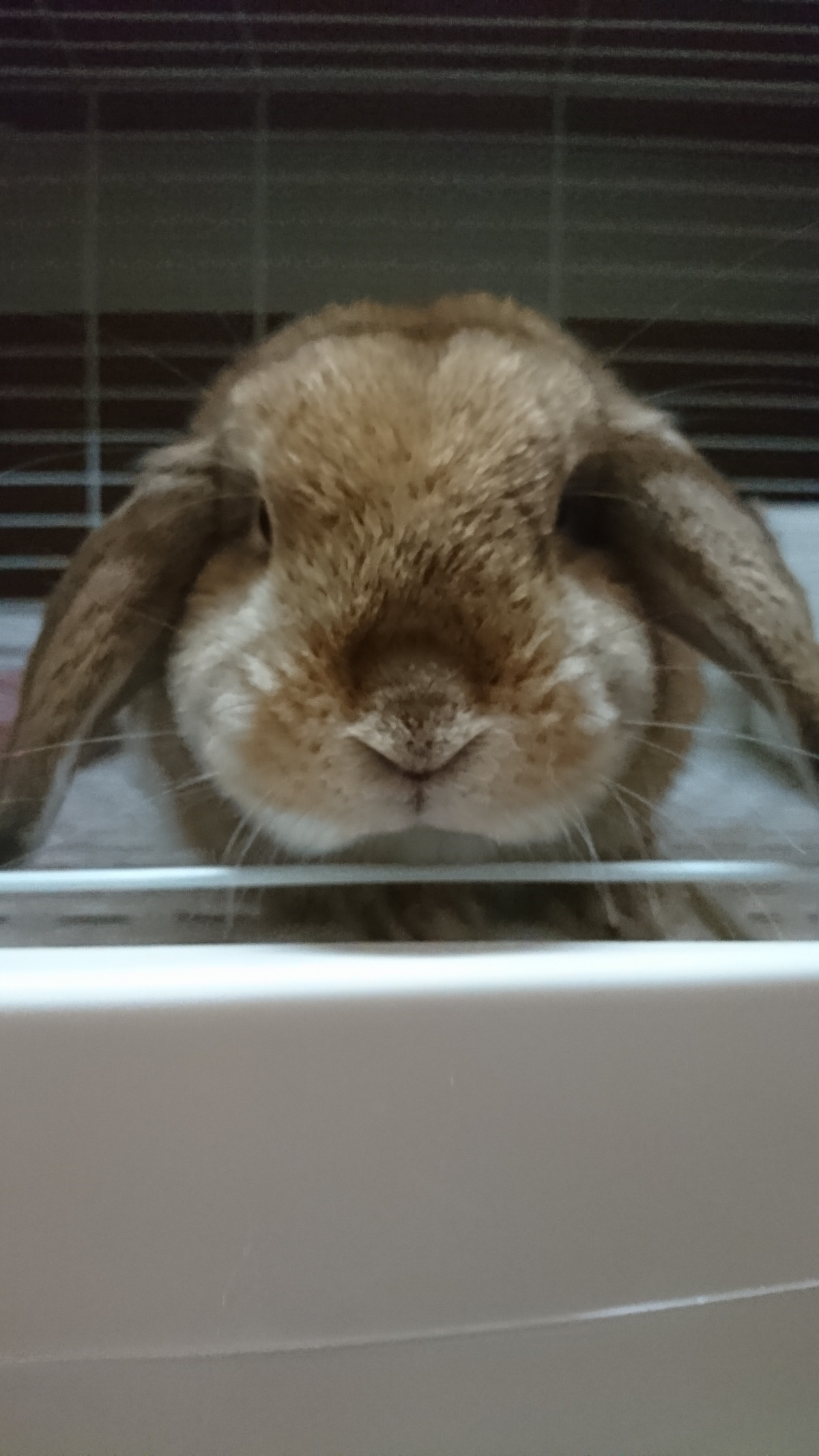 ロップイヤーのずんだちゃん お泊まりの様子