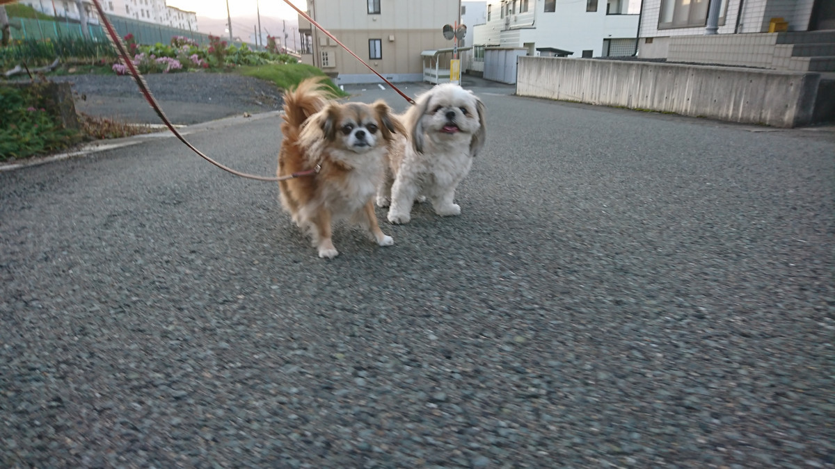MIXのひかりちゃん&みらいちゃん お泊まりの様子
