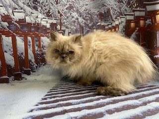 猫 ぶりちゃんしゃけちゃん お爪切り