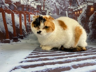 猫 ぶりちゃんしゃけちゃん お爪切り