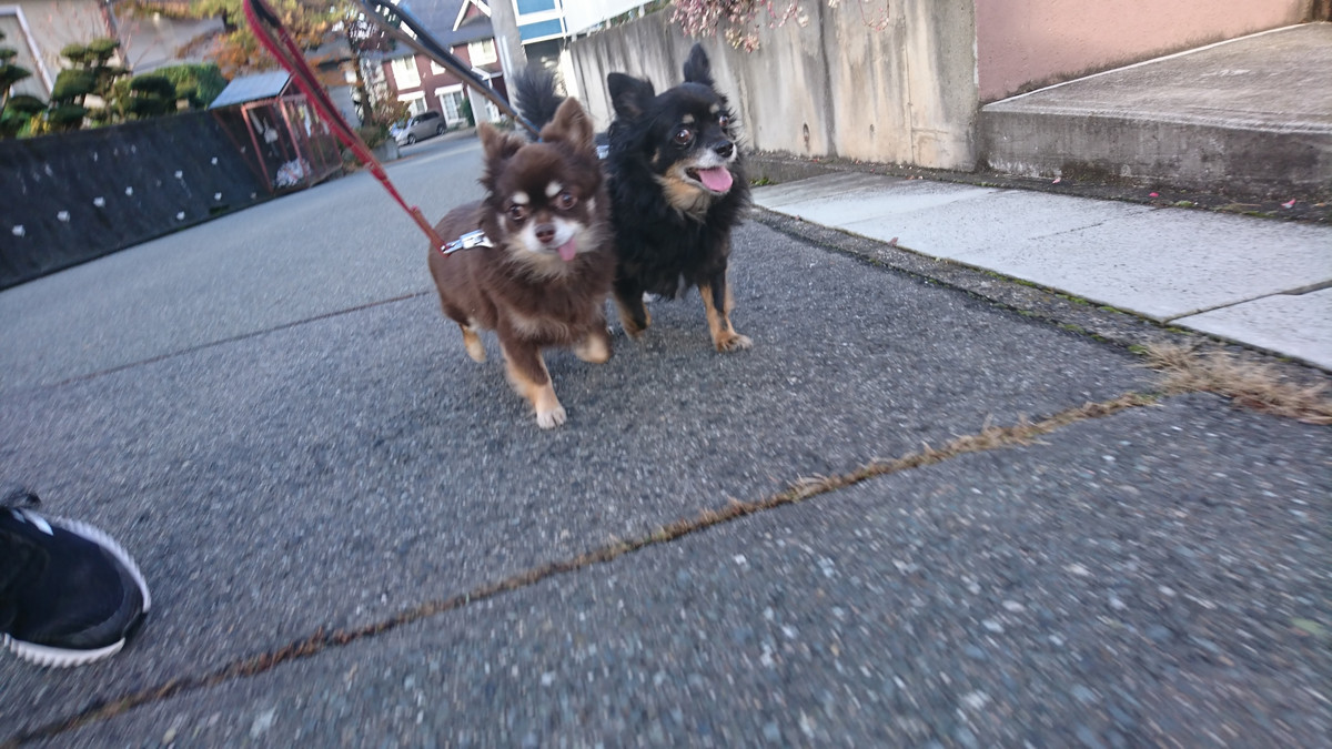 チワワのくぅちゃん&レオンちゃん お泊まりの様子