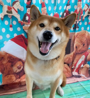 柴犬 コロンブスちゃん グルーミングコース