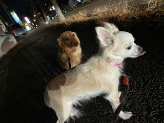 ダックスフンドチワワ クリームちゃんマロンちゃん お泊まりの様子