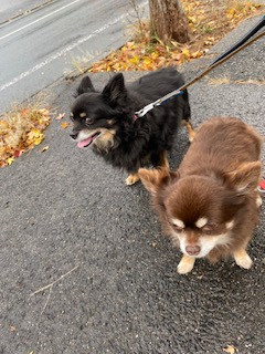 チワワ クーちゃんレオンちゃん お泊まりの様子