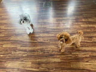 トイプードル ごんたちゃんプータちゃん お泊まりの様子