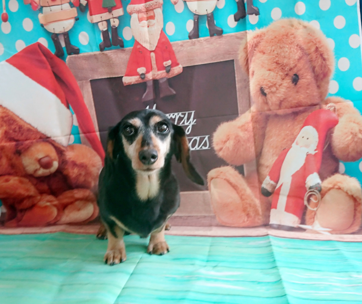 ダックスのりくちゃん シャンプーコース