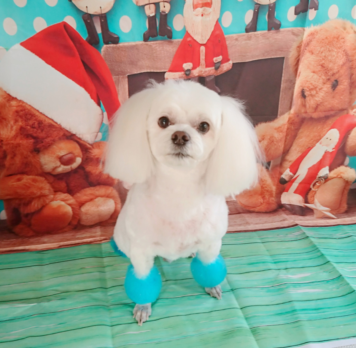 MIXのラフちゃん トリミングコース カラーリング