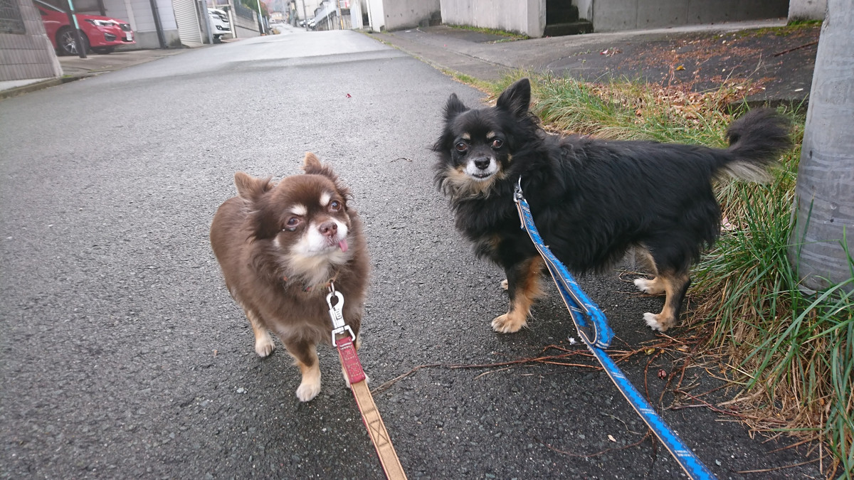 チワワのくぅちゃん&レオンちゃん お泊まりの様子