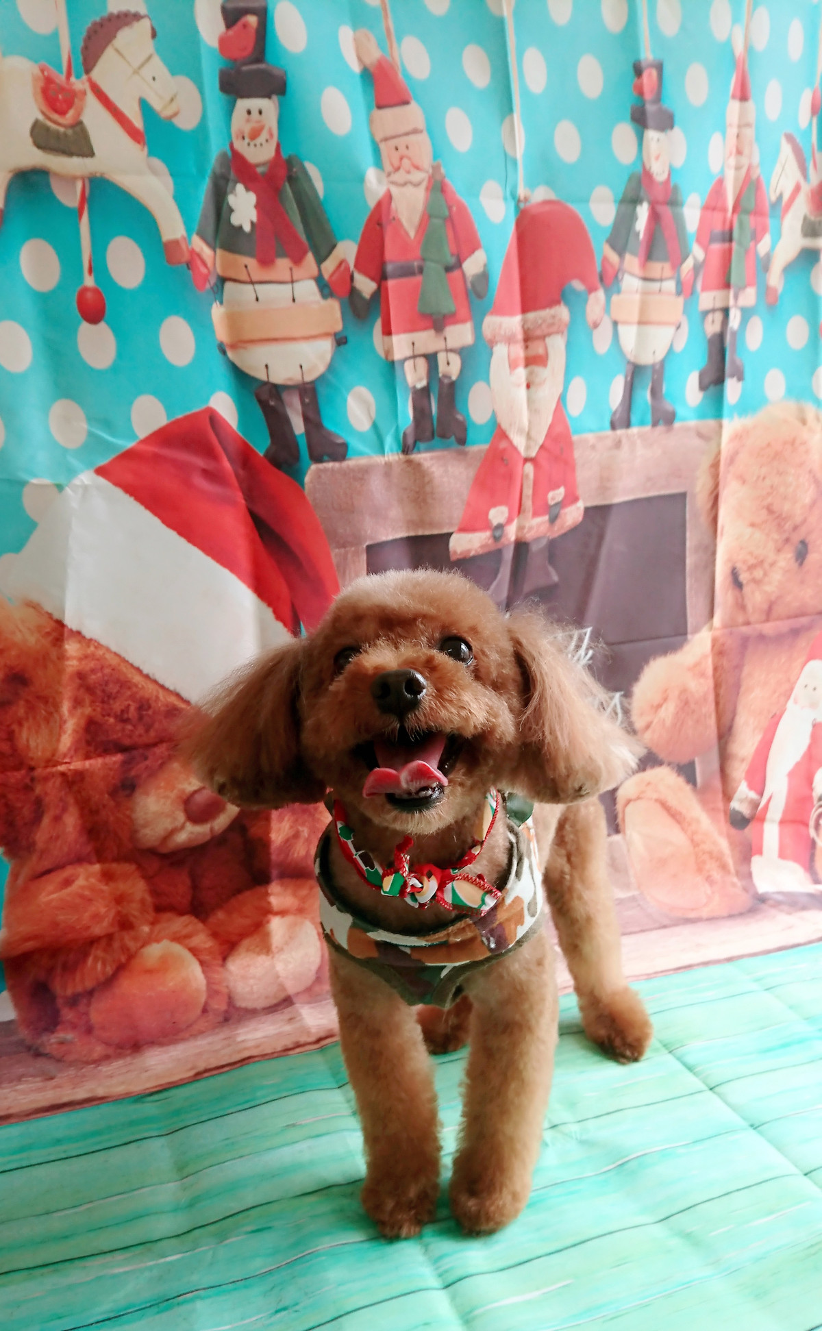 プードルのレオちゃん トリミングコース