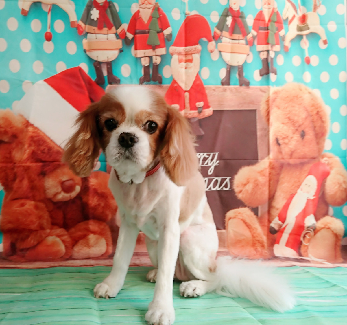 キャバリアのルナちゃん トリミングコース