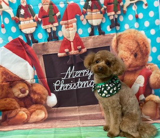 トイプードル 晴ちゃん トリミングコース