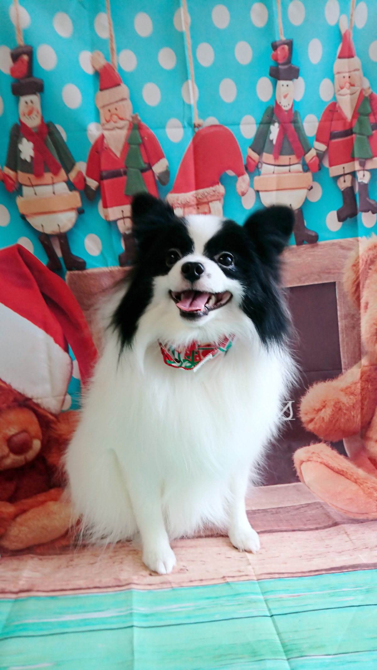 MIXのステラちゃん グルーミングコース 部分カット