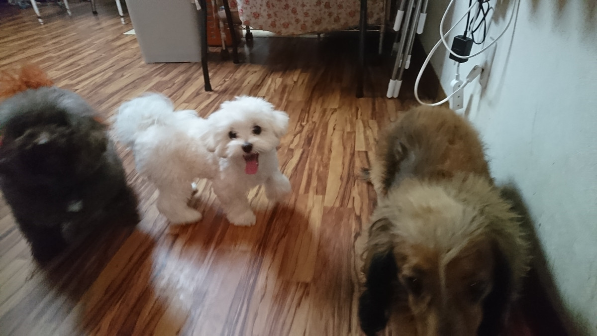 マルチーズのふくちゃん お泊まりの様子