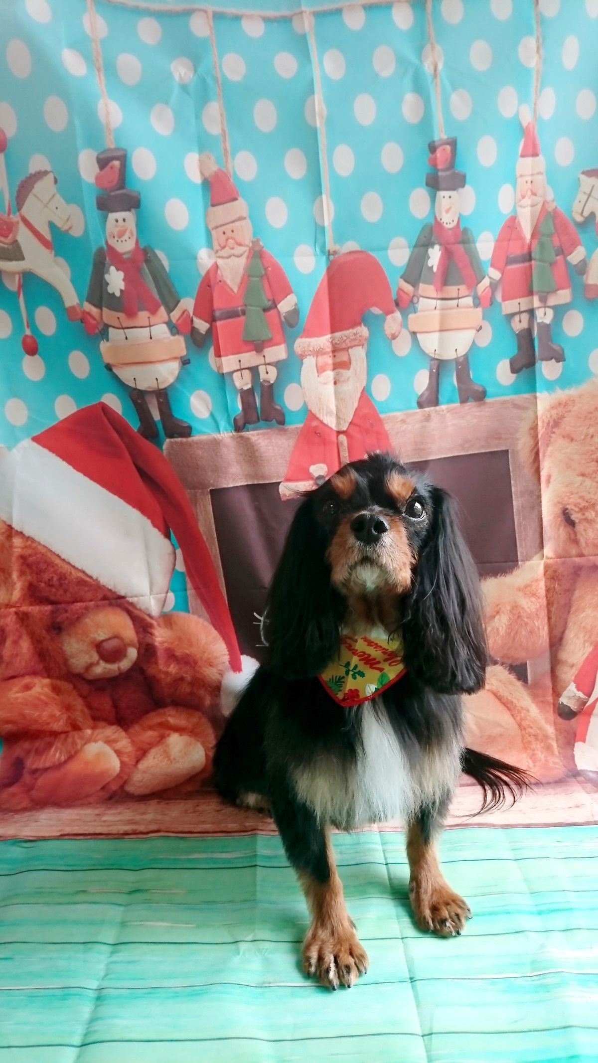 キャバリアの虎太郎ちゃん グルーミングコース 部分カット