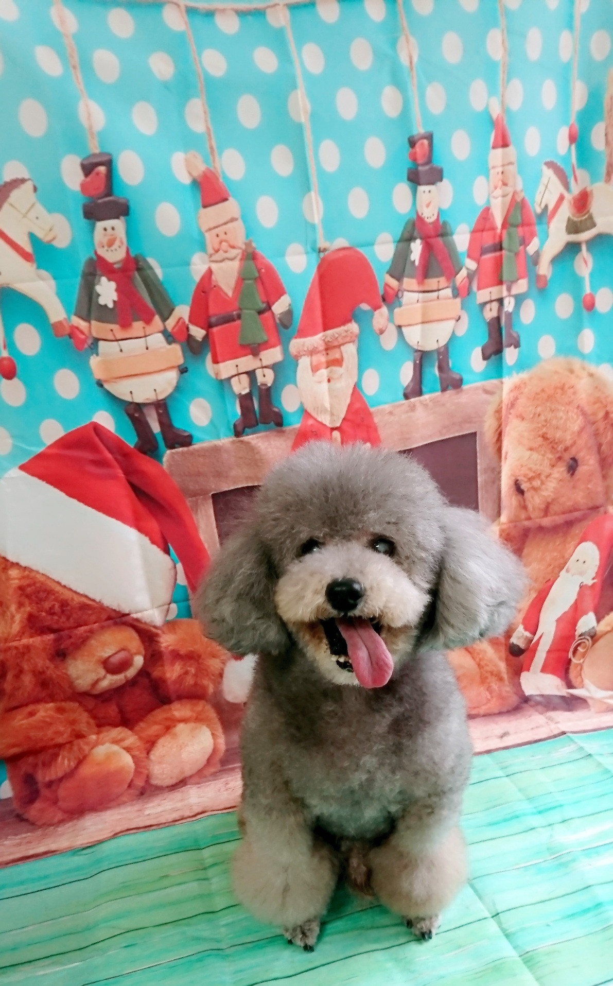 プードルのルークちゃん&マークちゃん&クーちゃん グルーミングコース