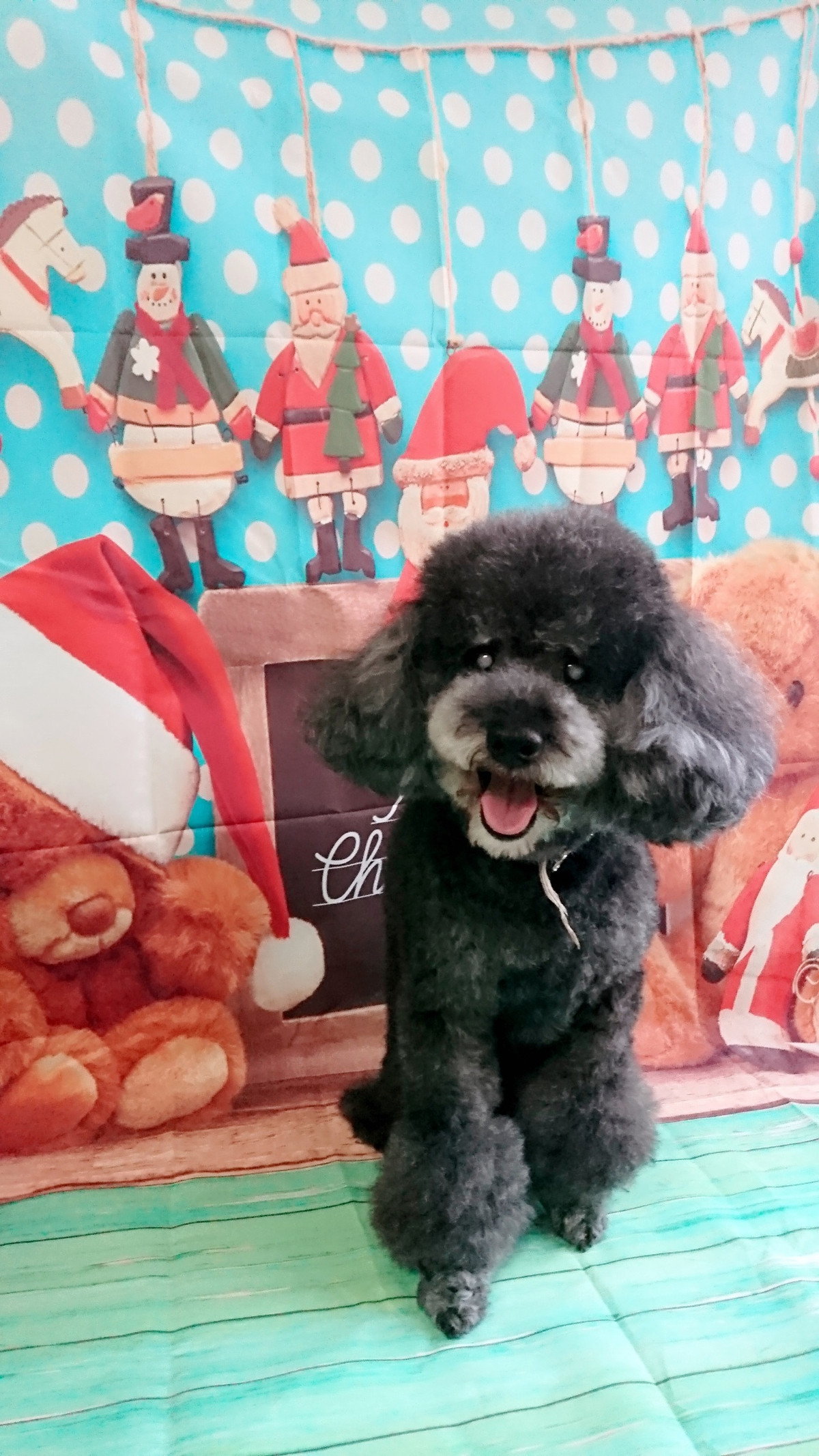 プードルのルークちゃん&マークちゃん&クーちゃん グルーミングコース