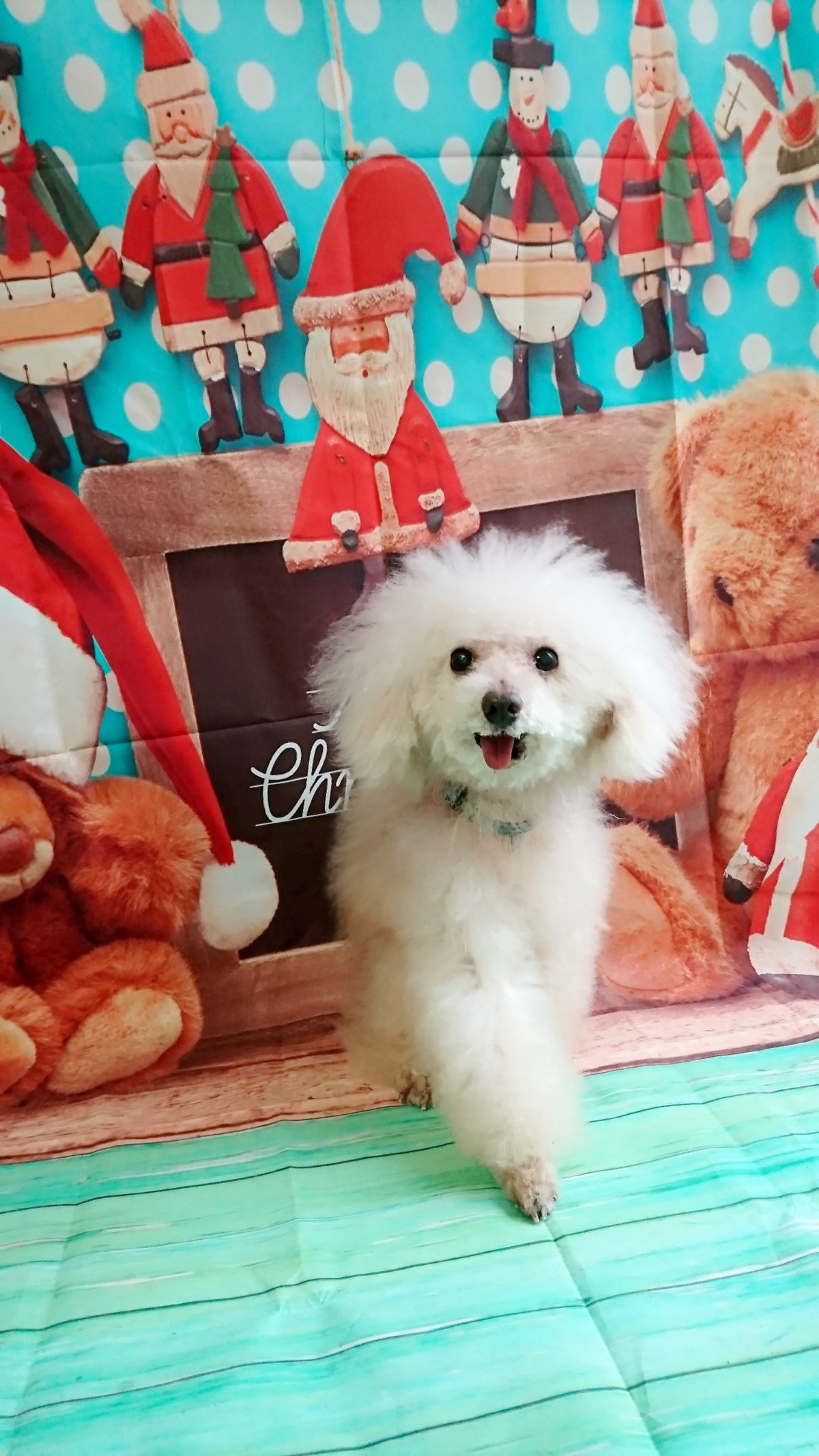 プードルのルークちゃん&マークちゃん&クーちゃん グルーミングコース