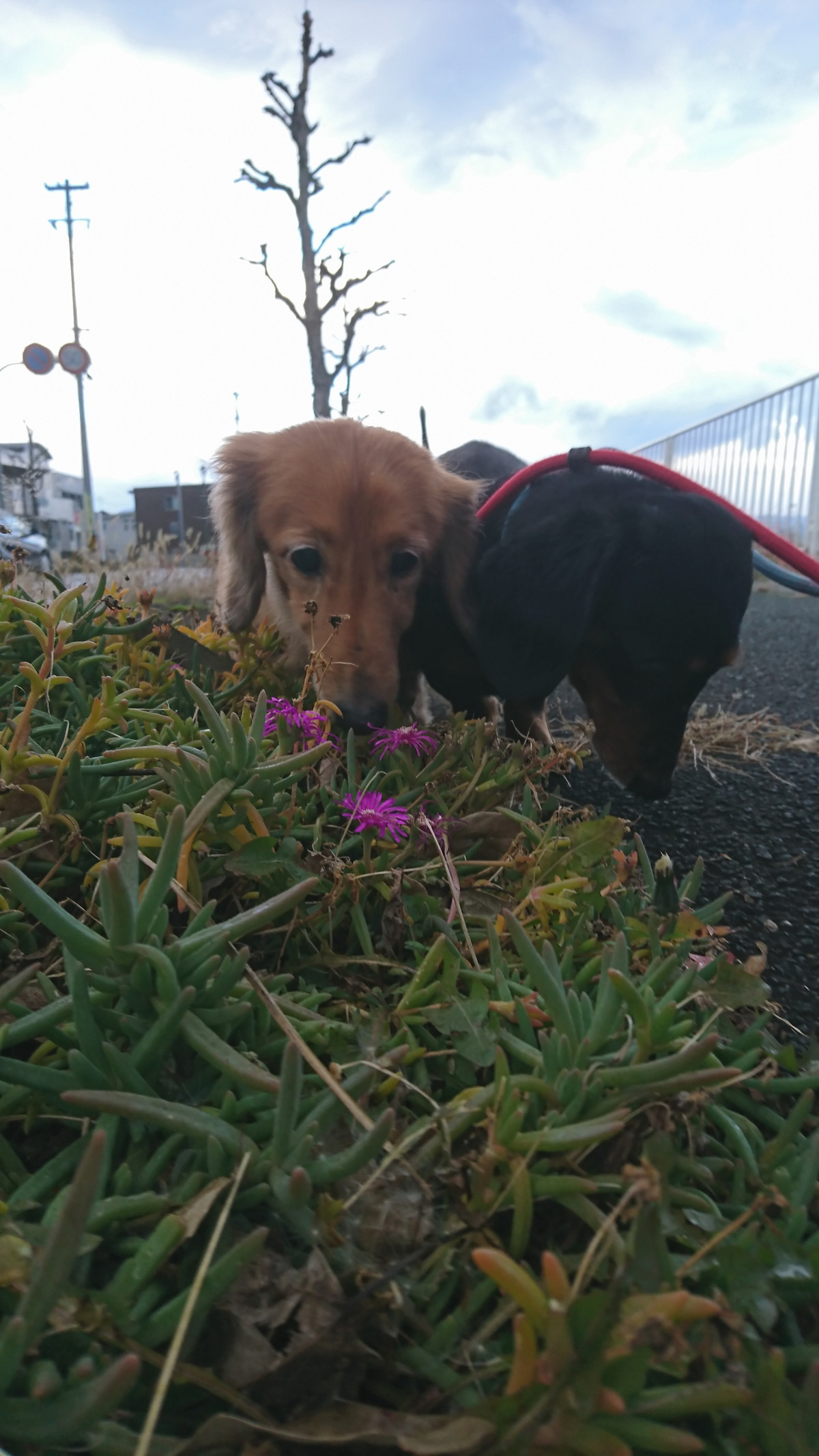 ダックスのレオちゃん&ラクちゃん お泊まりの様子