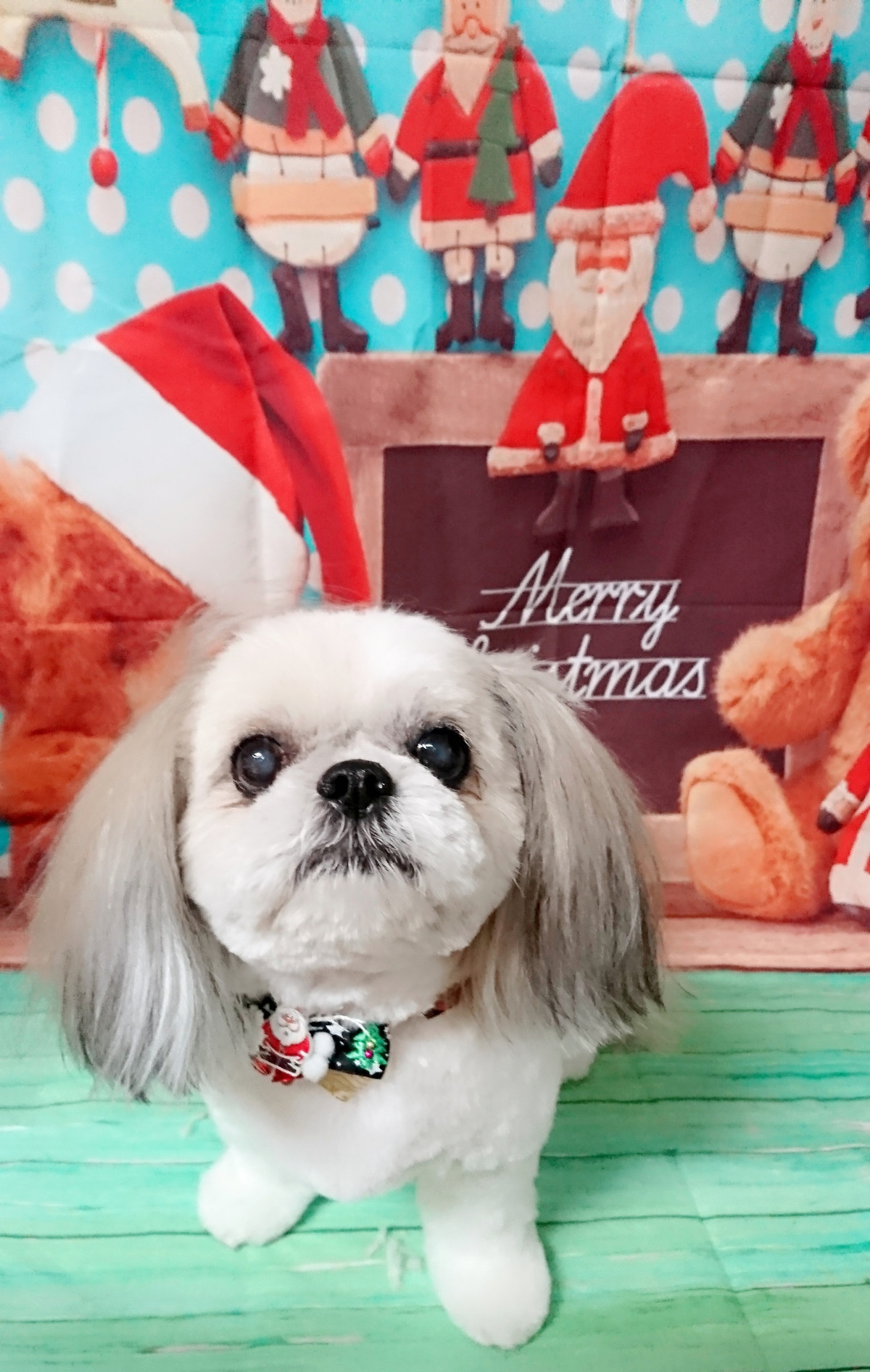 MIXのひかりちゃん トリミングコース