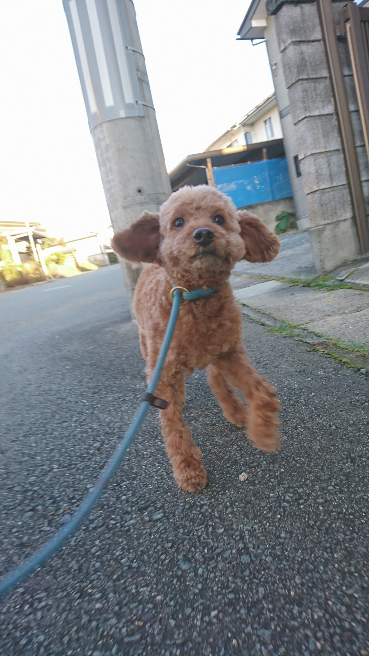 プードルのアルフちゃん お泊まりの様子
