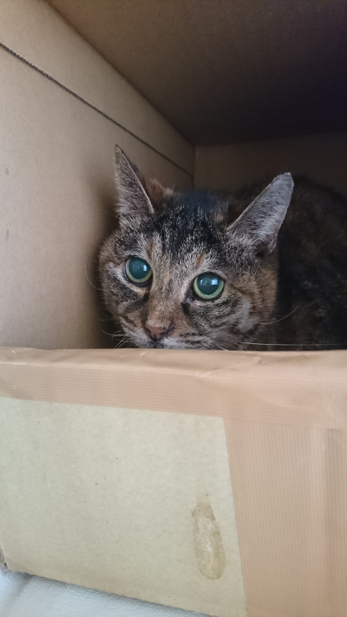 猫のチョキちゃん&なな子ちゃん お泊まりの様子