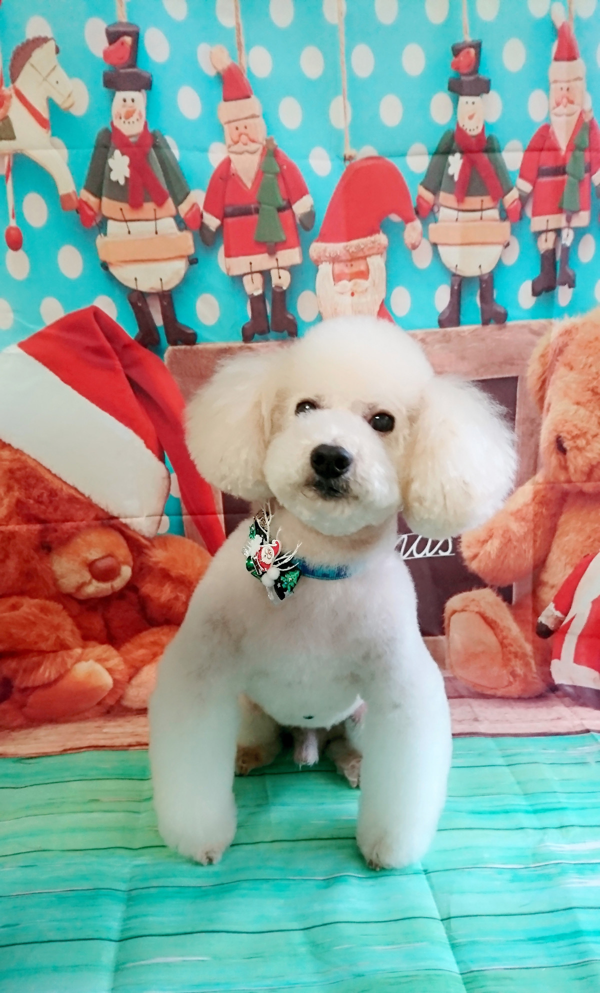 プードルのりゅうちゃん トリミングコース