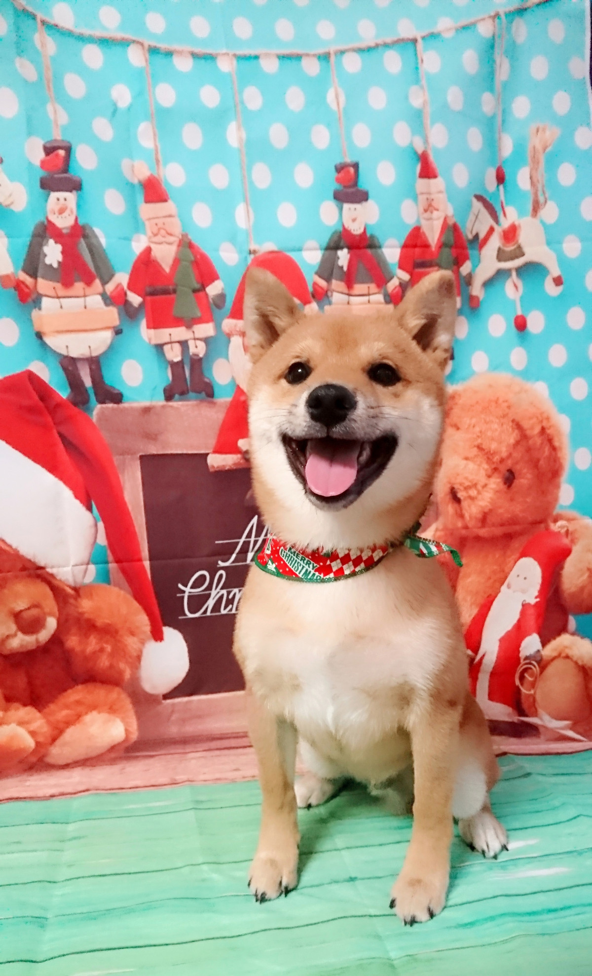 豆柴の小鉄ちゃん グルーミングコース