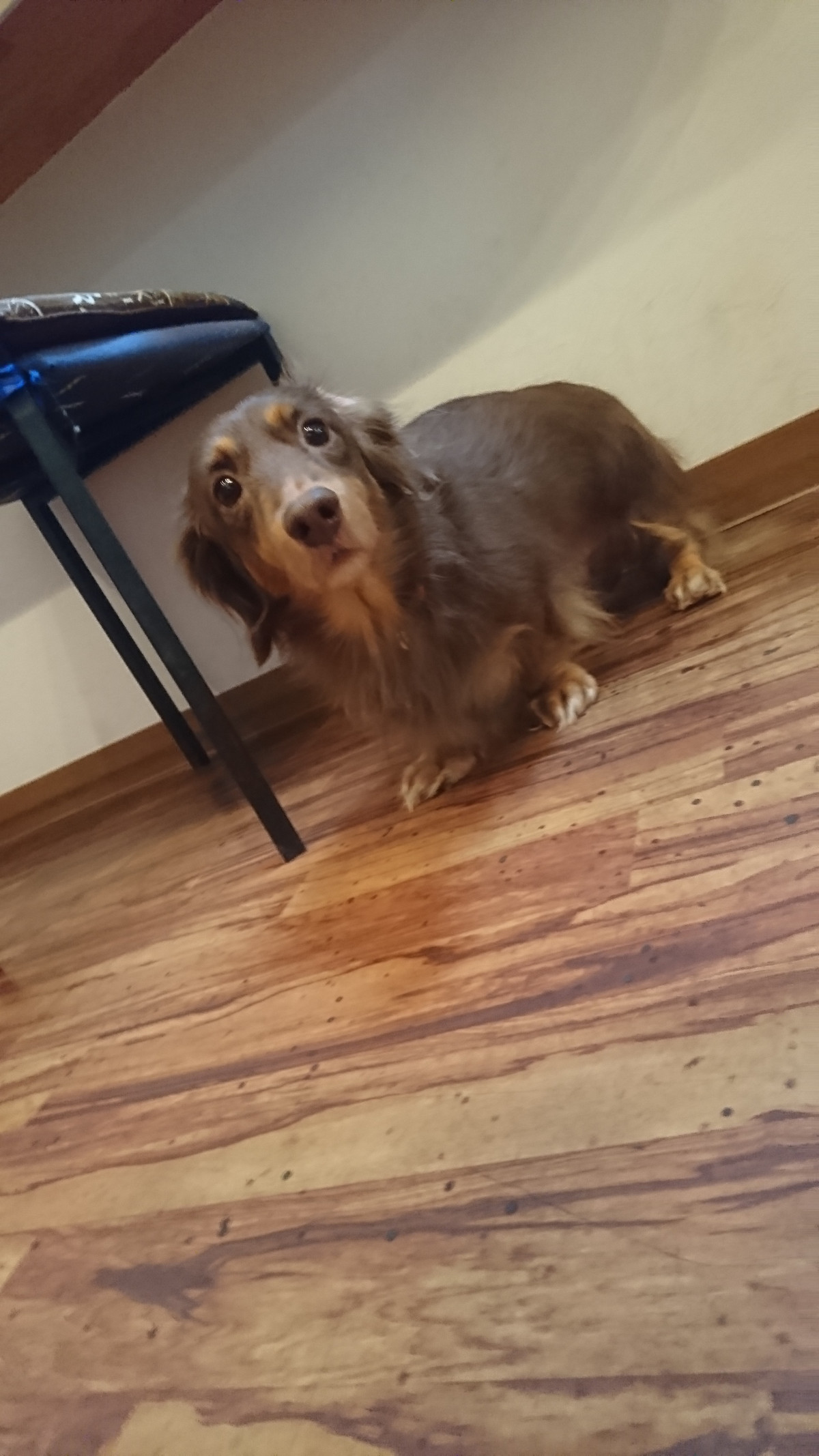 ダックスのレオンちゃん お泊まりの様子