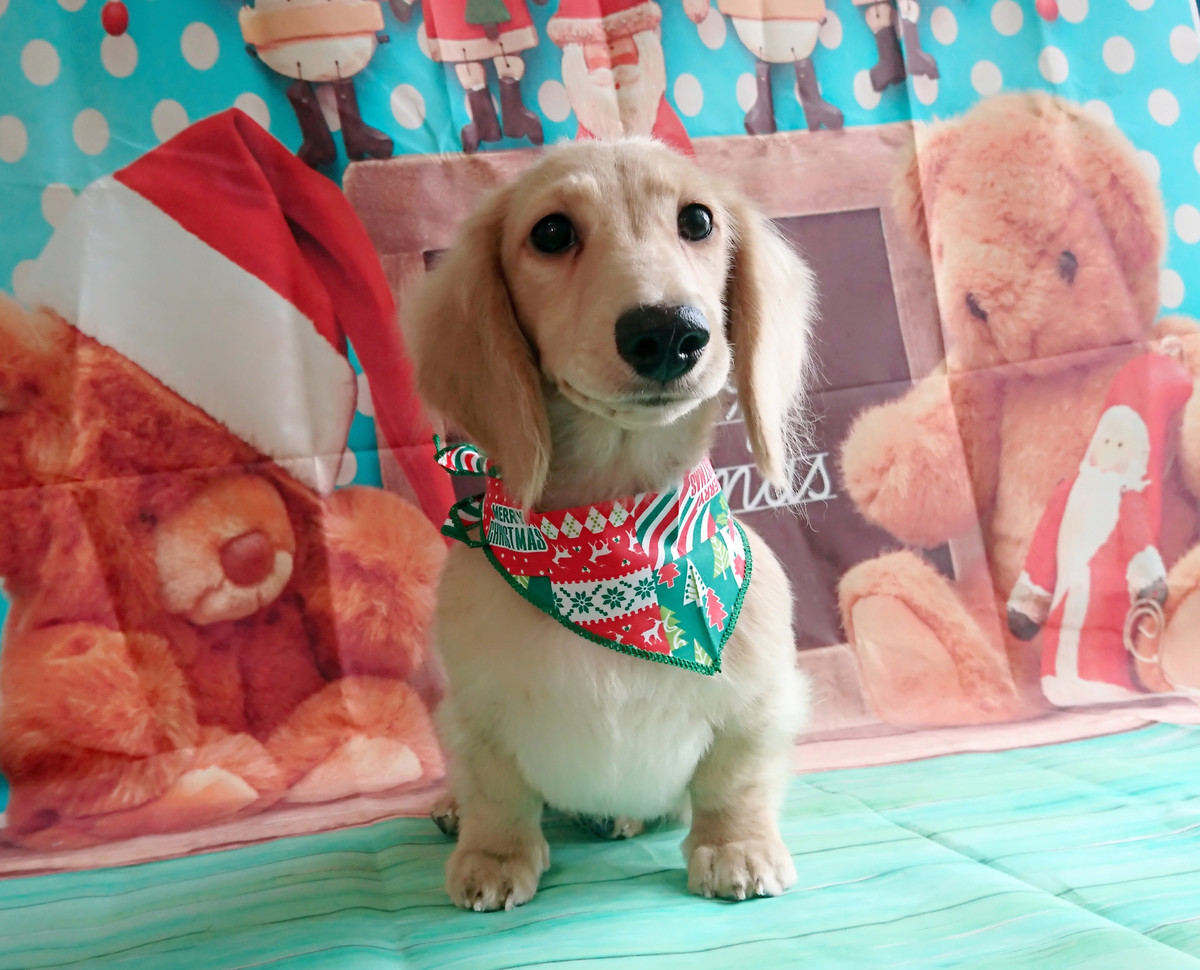 ダックスのちゃちゃ丸ちゃん グルーミングコース