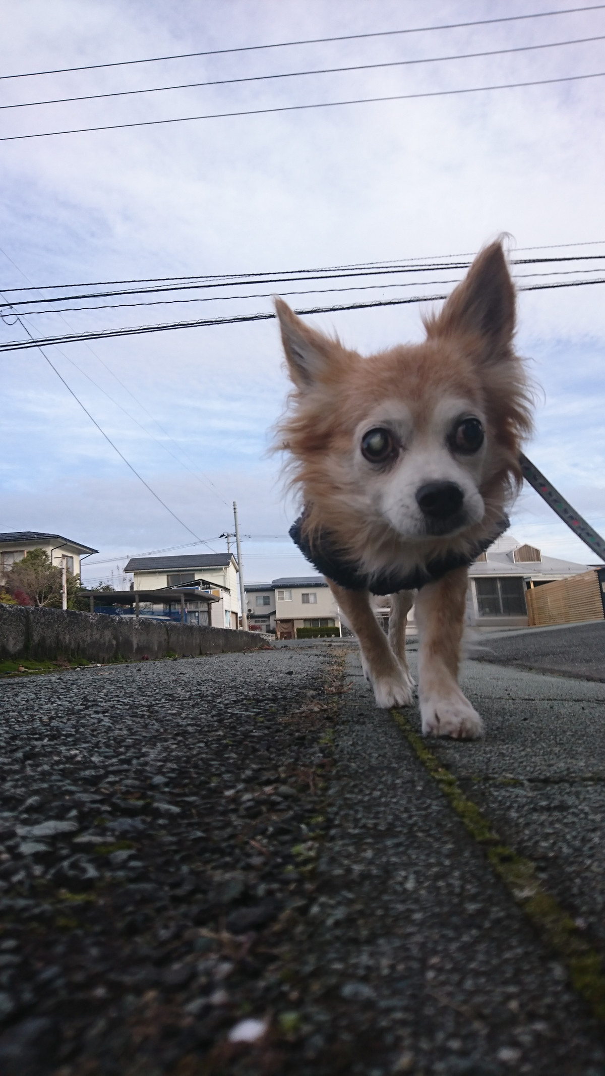 チワワのチビちゃん お泊まりの様子