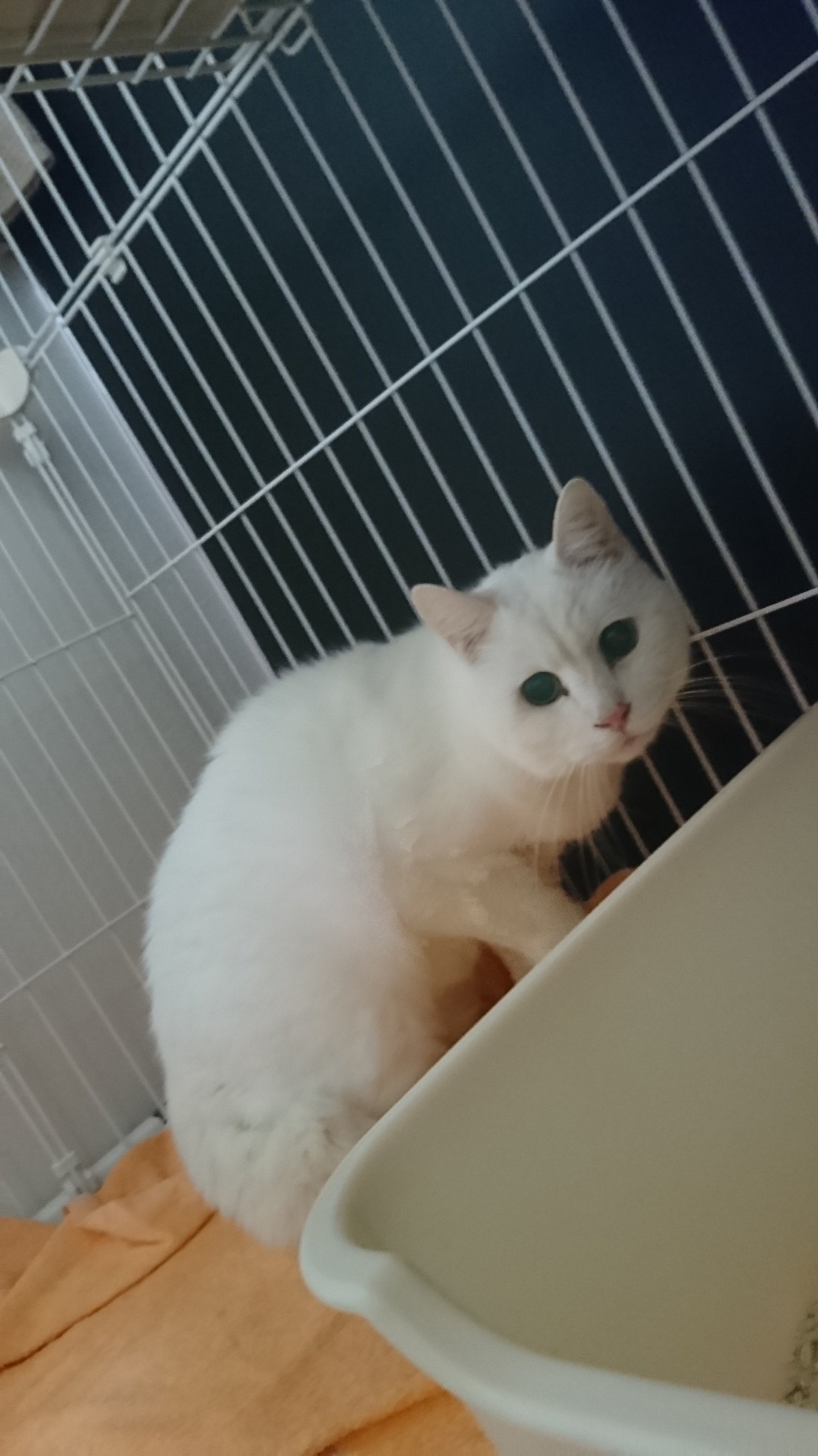 猫のチョキちゃん&なな子ちゃん お泊まりの様子