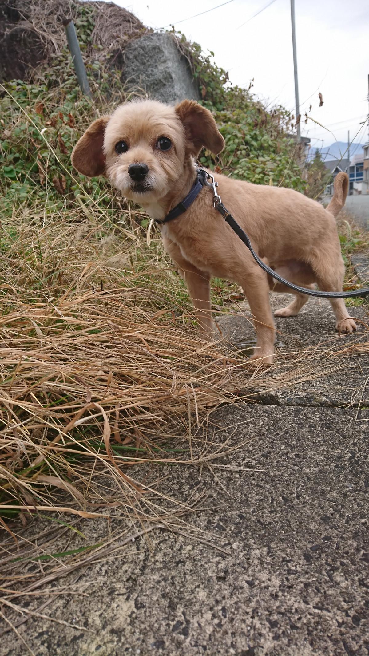 MIXのプーちゃん お泊まりの様子