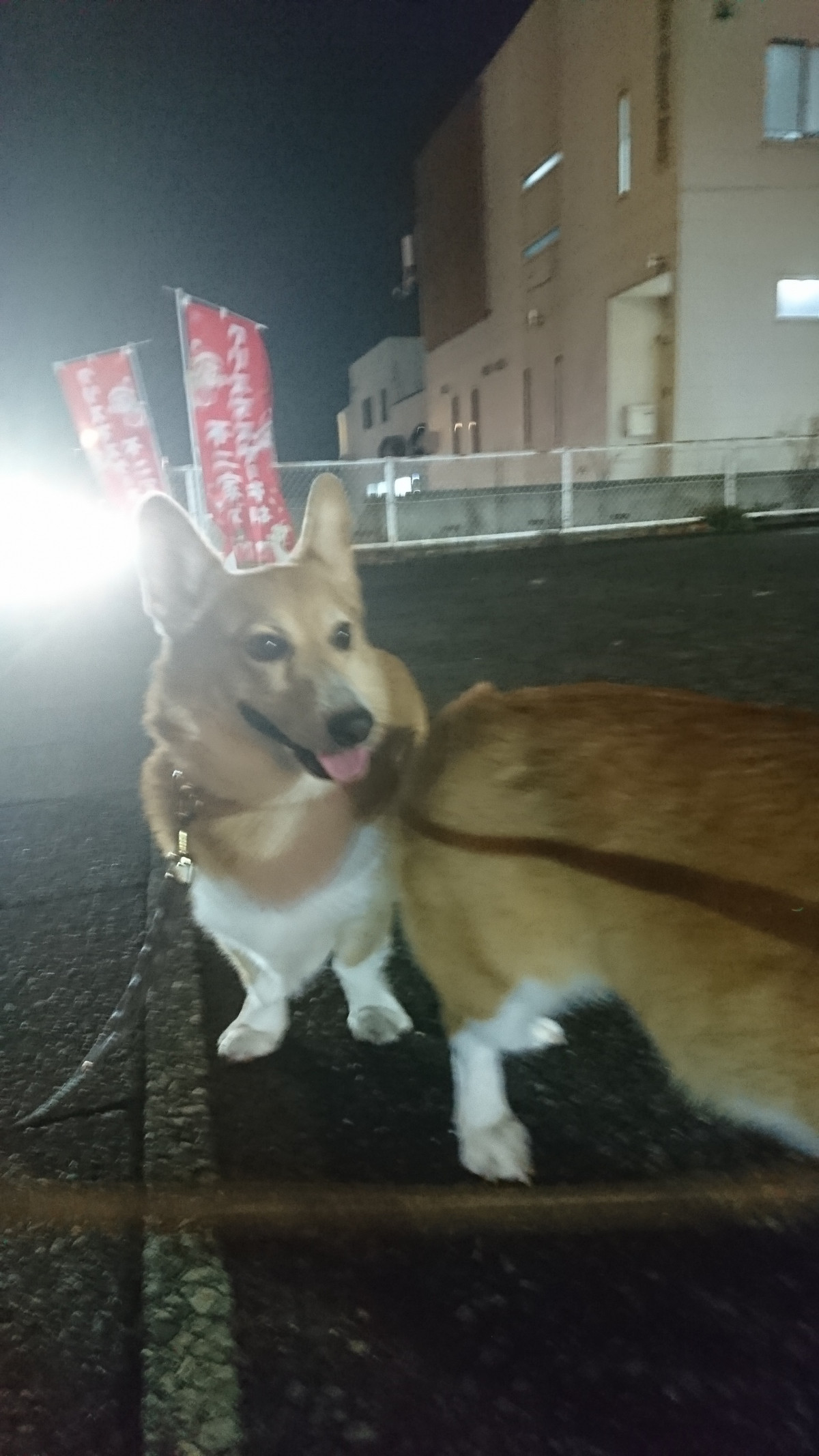 コーギーのルークちゃん&カイトちゃん お泊まりの様子