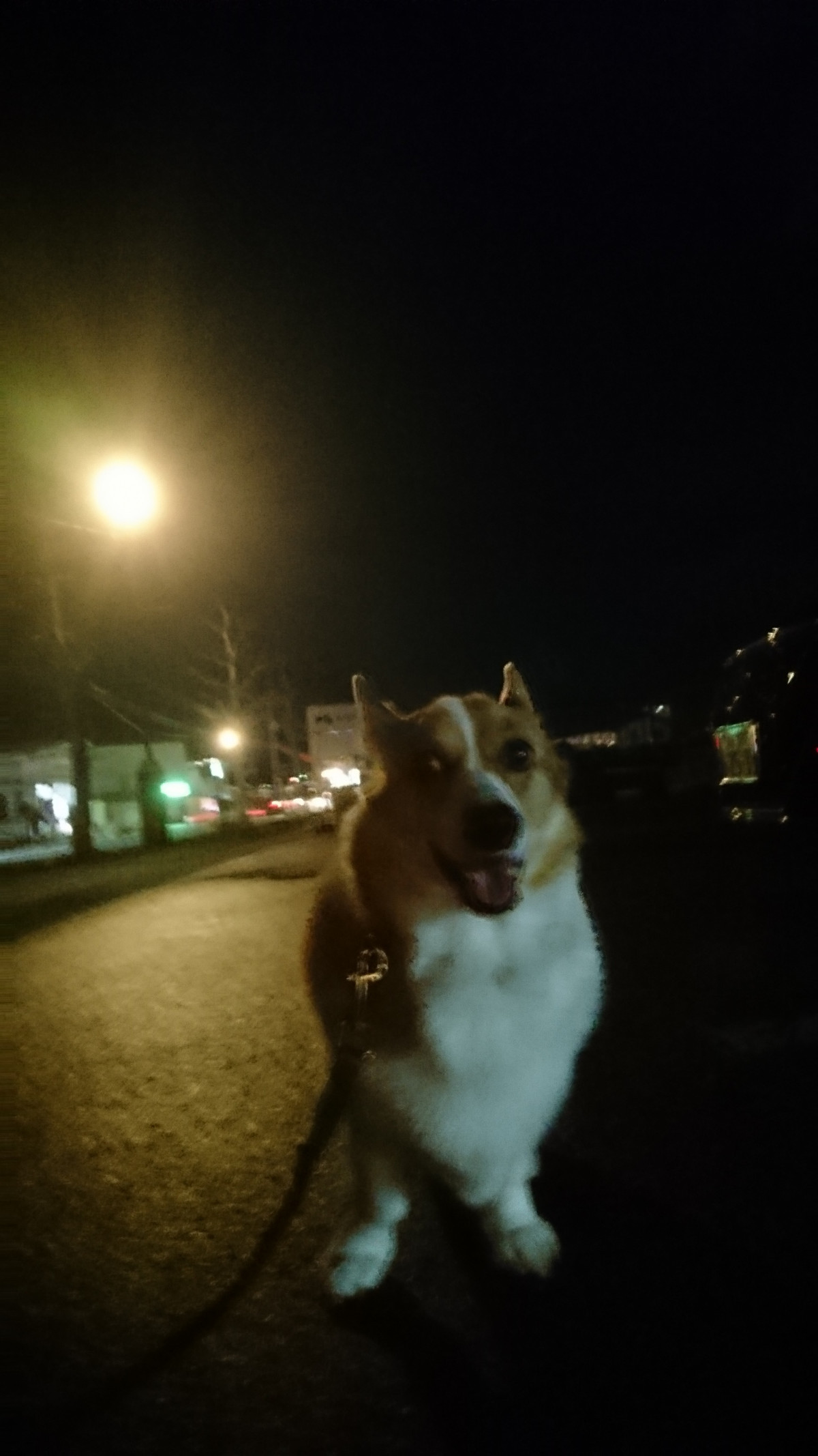 コーギーのルークちゃん&カイトちゃん お泊まりの様子