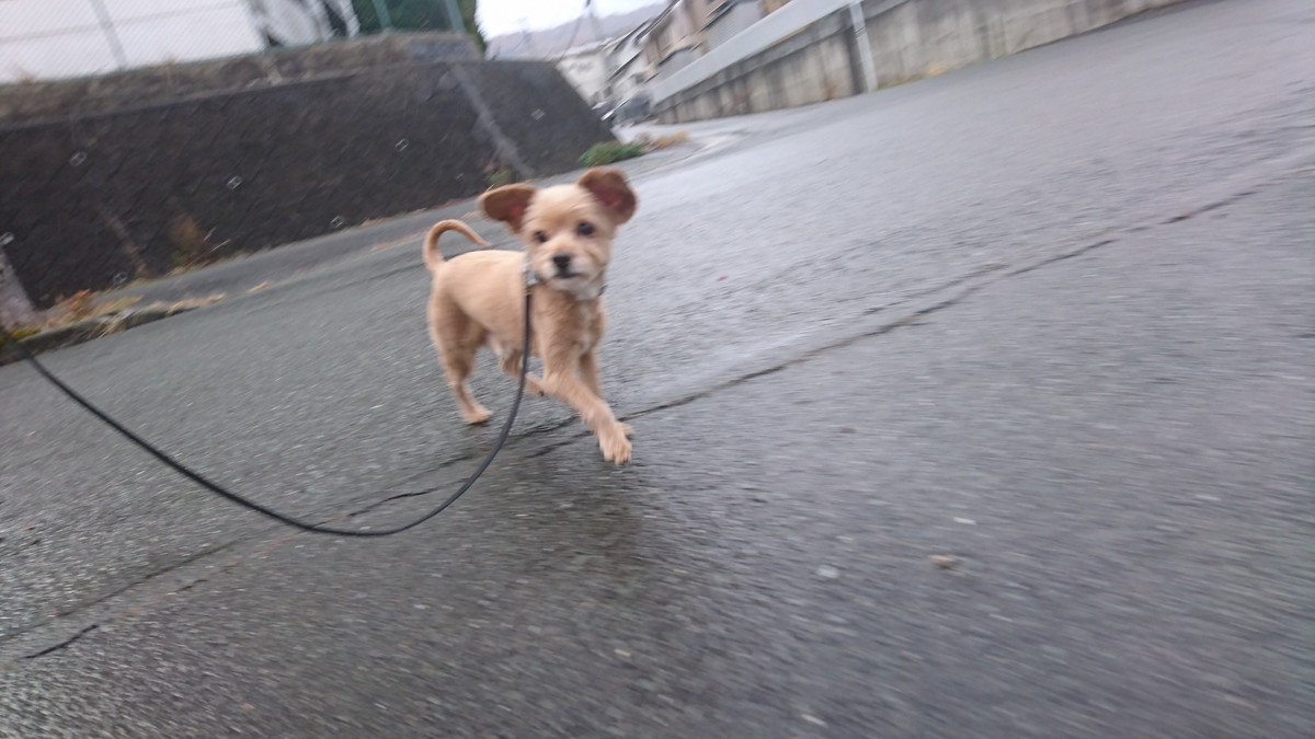 MIXのプーちゃん お泊まりの様子