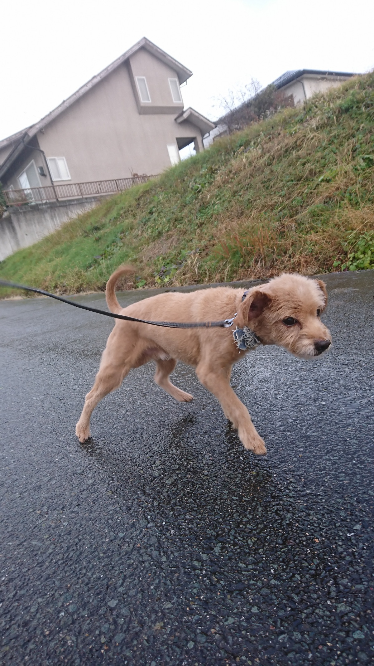 MIXのプーちゃん お泊まりの様子