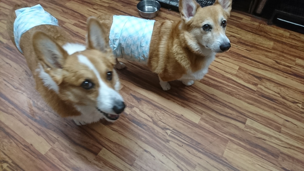 コーギーのルークちゃんカイトちゃん お泊まりの様子