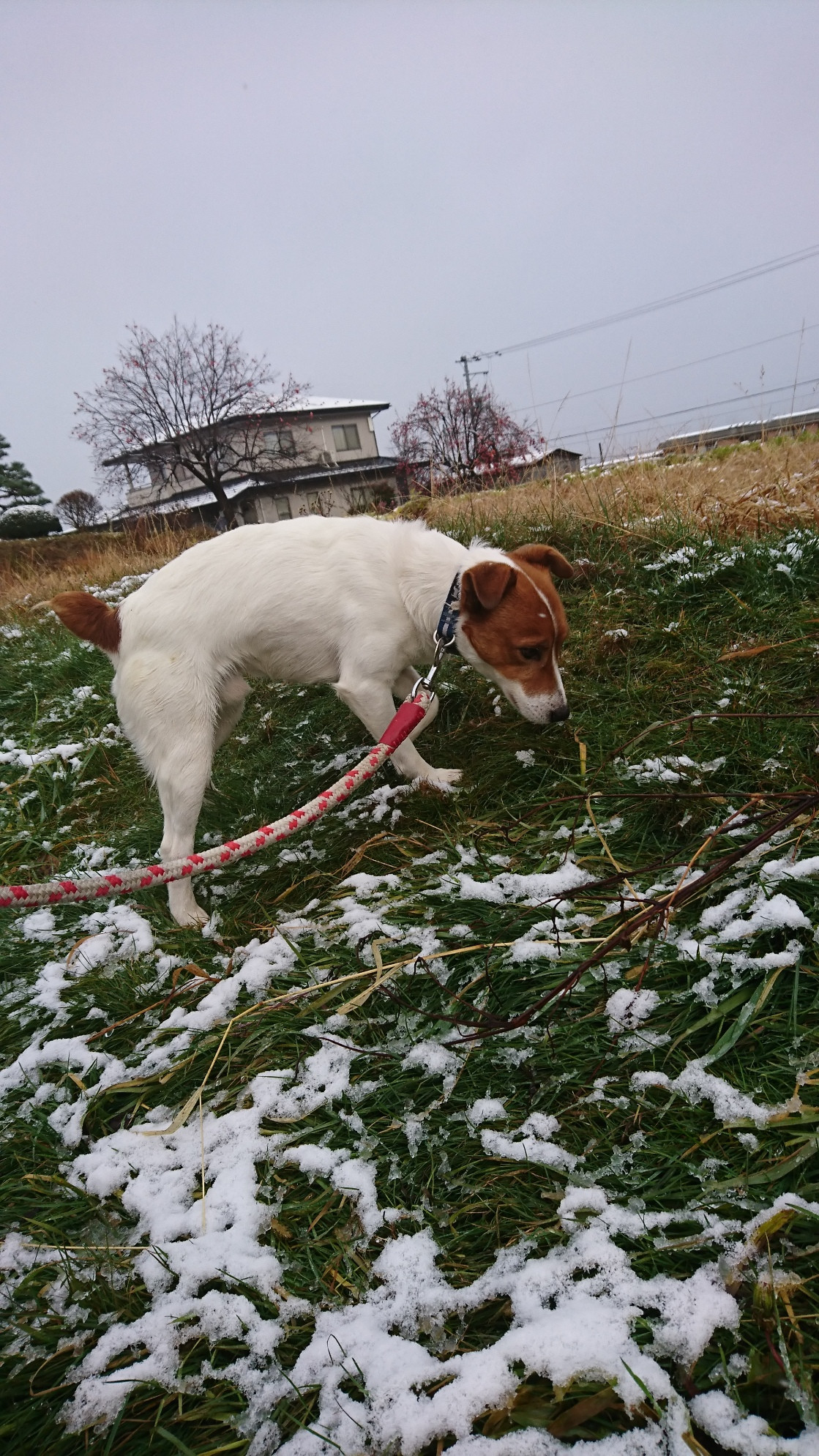 ジャックラッセルのマロンちゃん お泊まりの様子