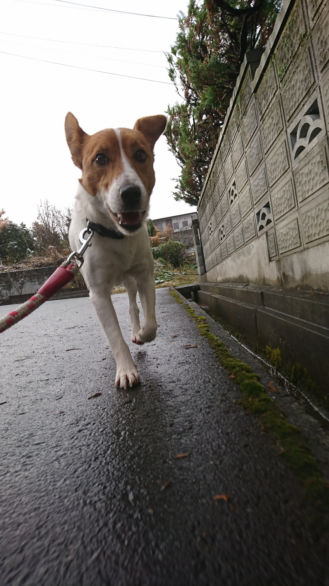 ジャックラッセルのマロンちゃん お泊まりの様子
