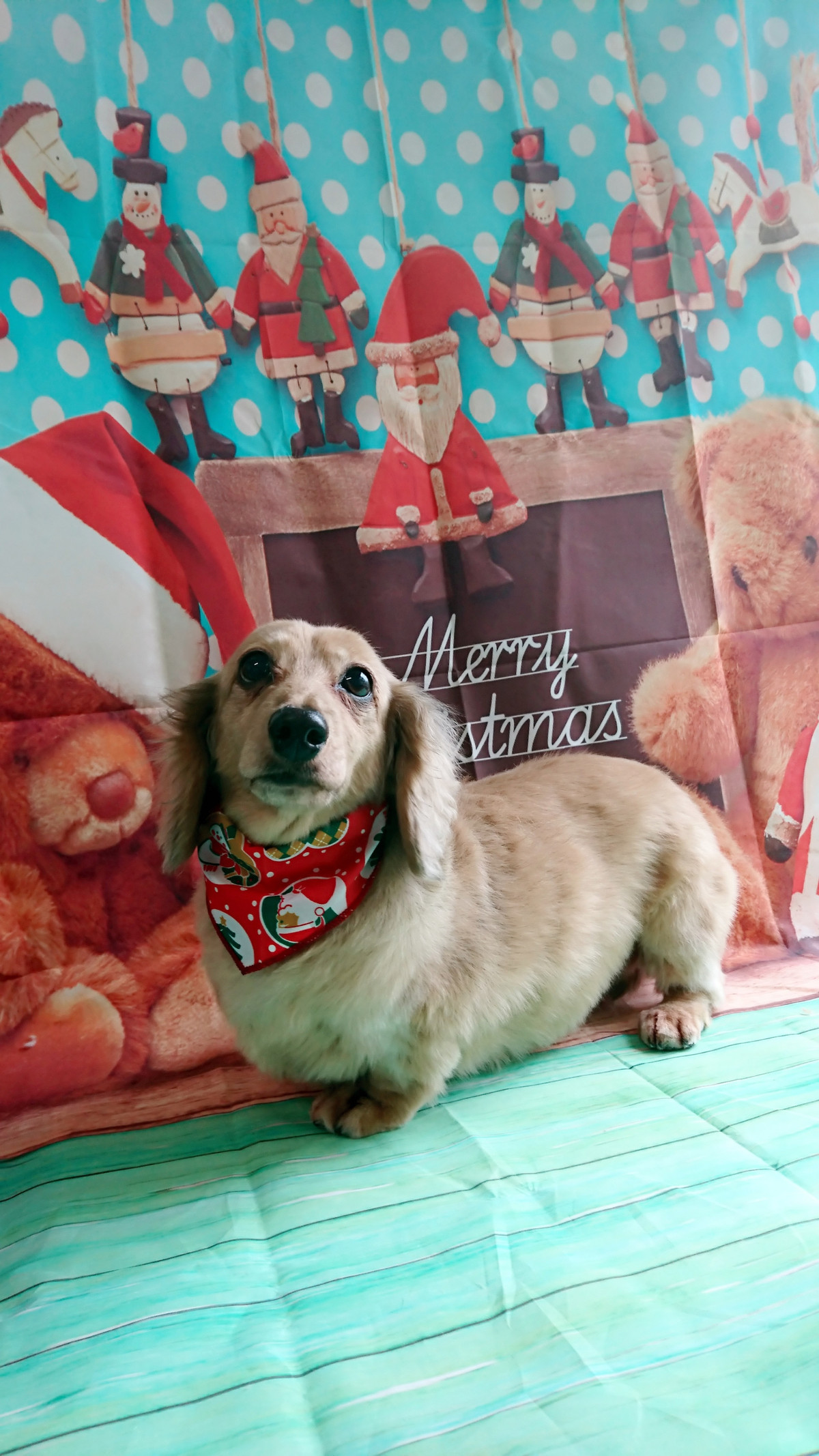 ダックスのイヴちゃん グルーミングコース