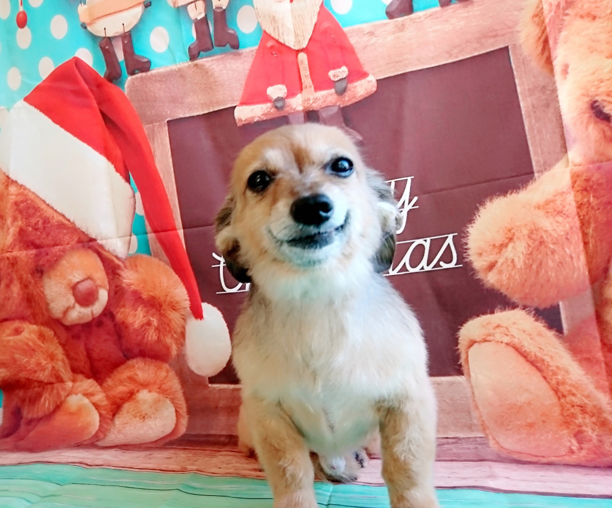 チワワ×ダックスのうなぎちゃん シャンプーコース