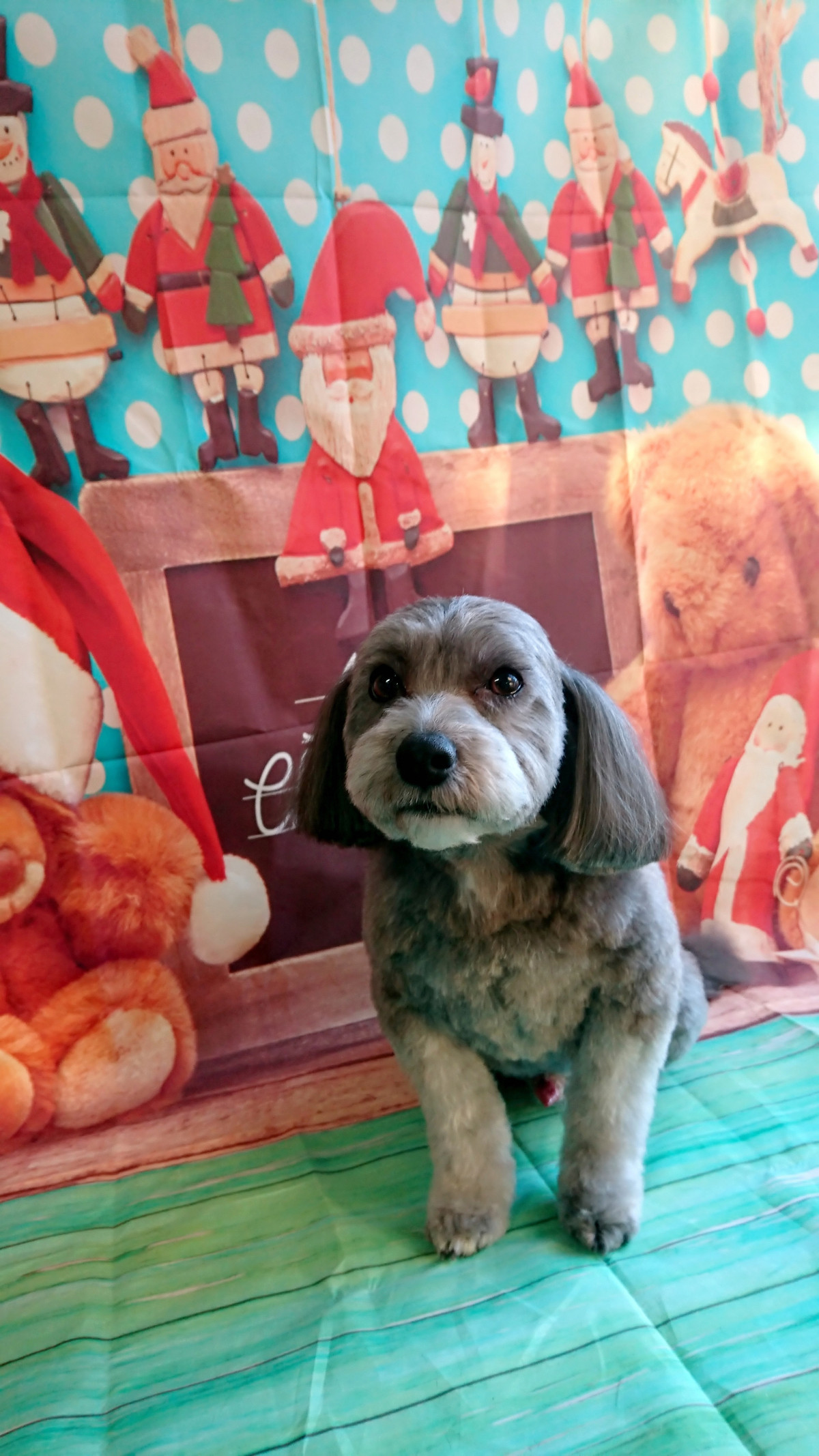 チワワ×プードルのLUNAちゃん トリミングコース