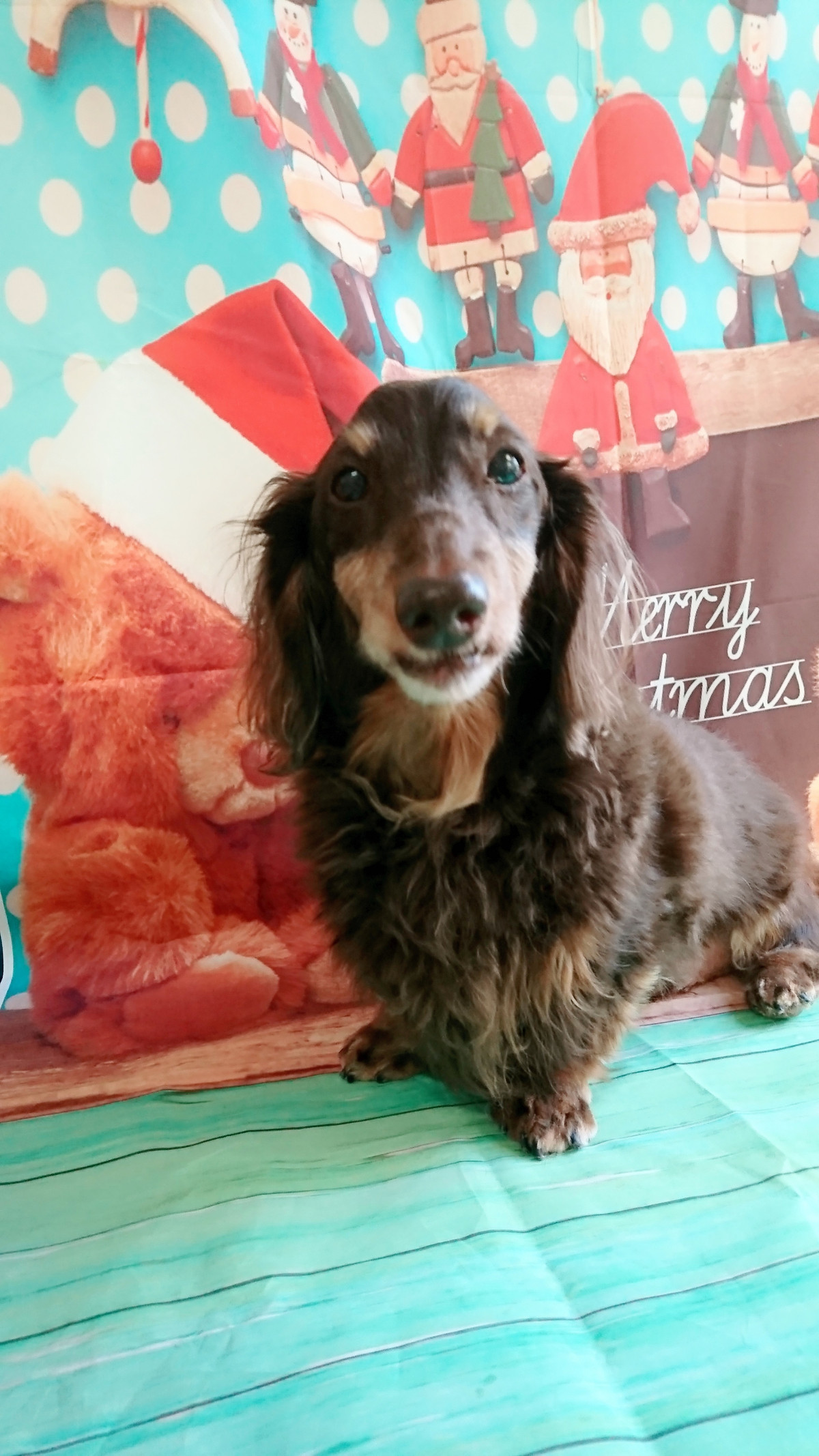 ダックスのジェイちゃん お爪切り 足裏、足周りのカット お尻のカット