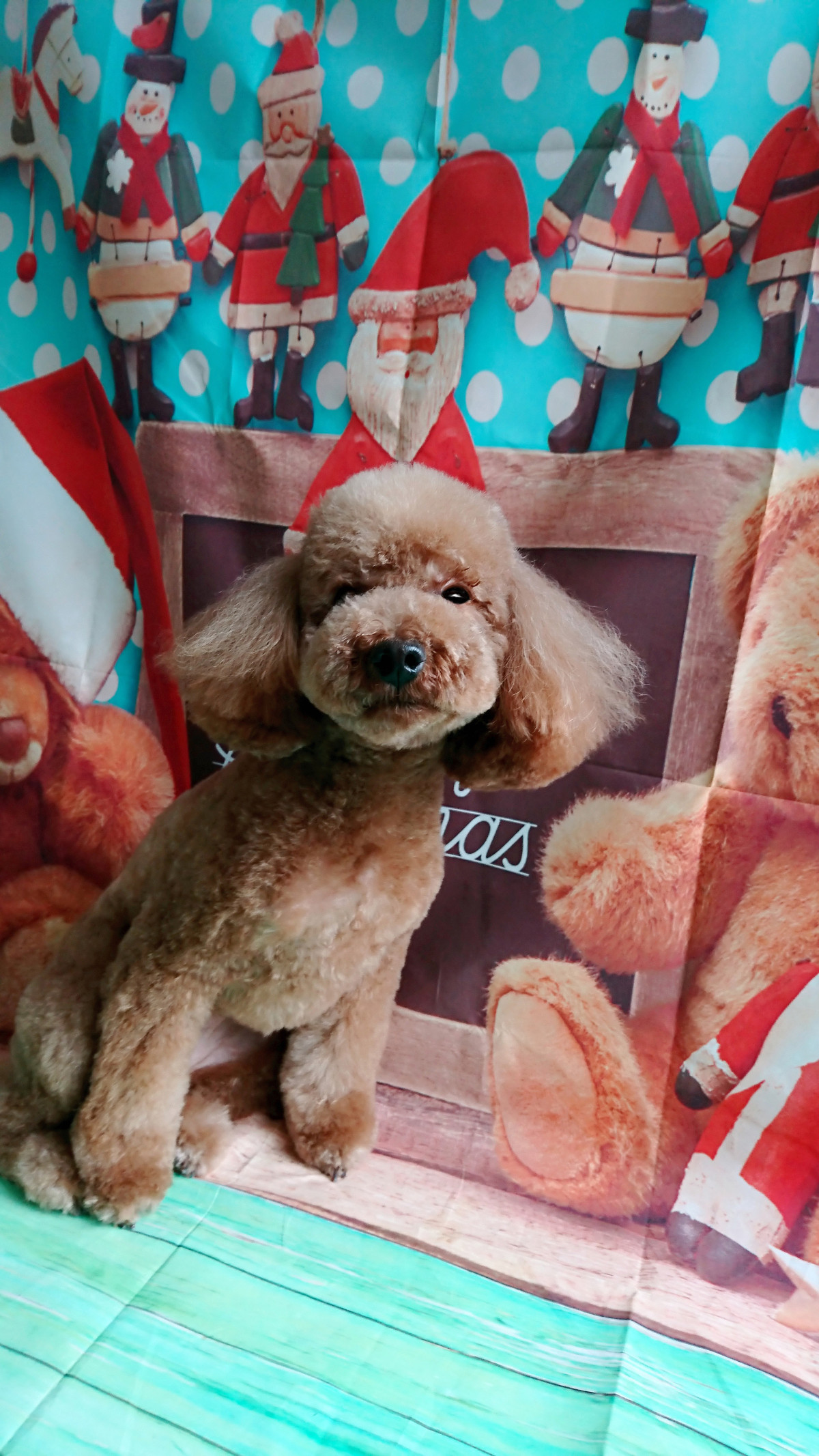 プードルのももちゃん トリミングコース