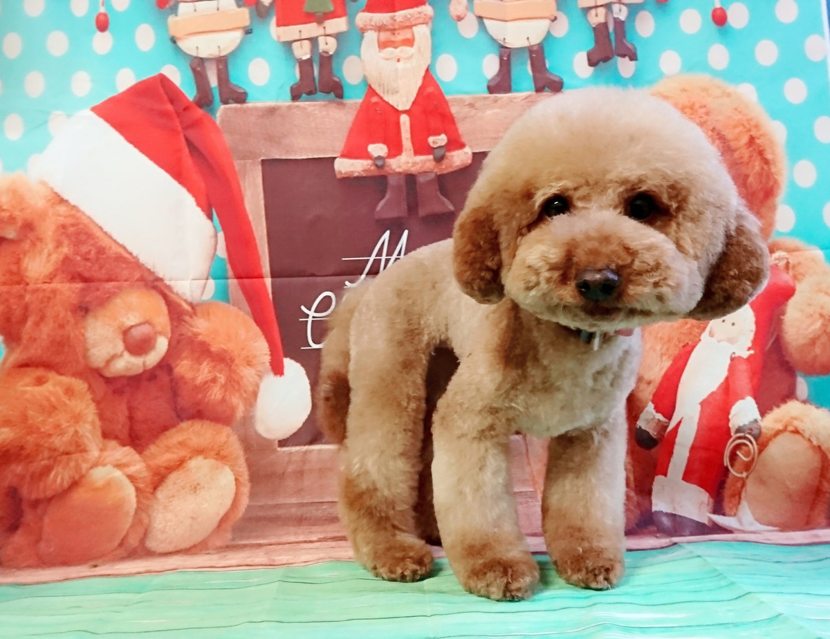 プードルのここあちゃん トリミングコース