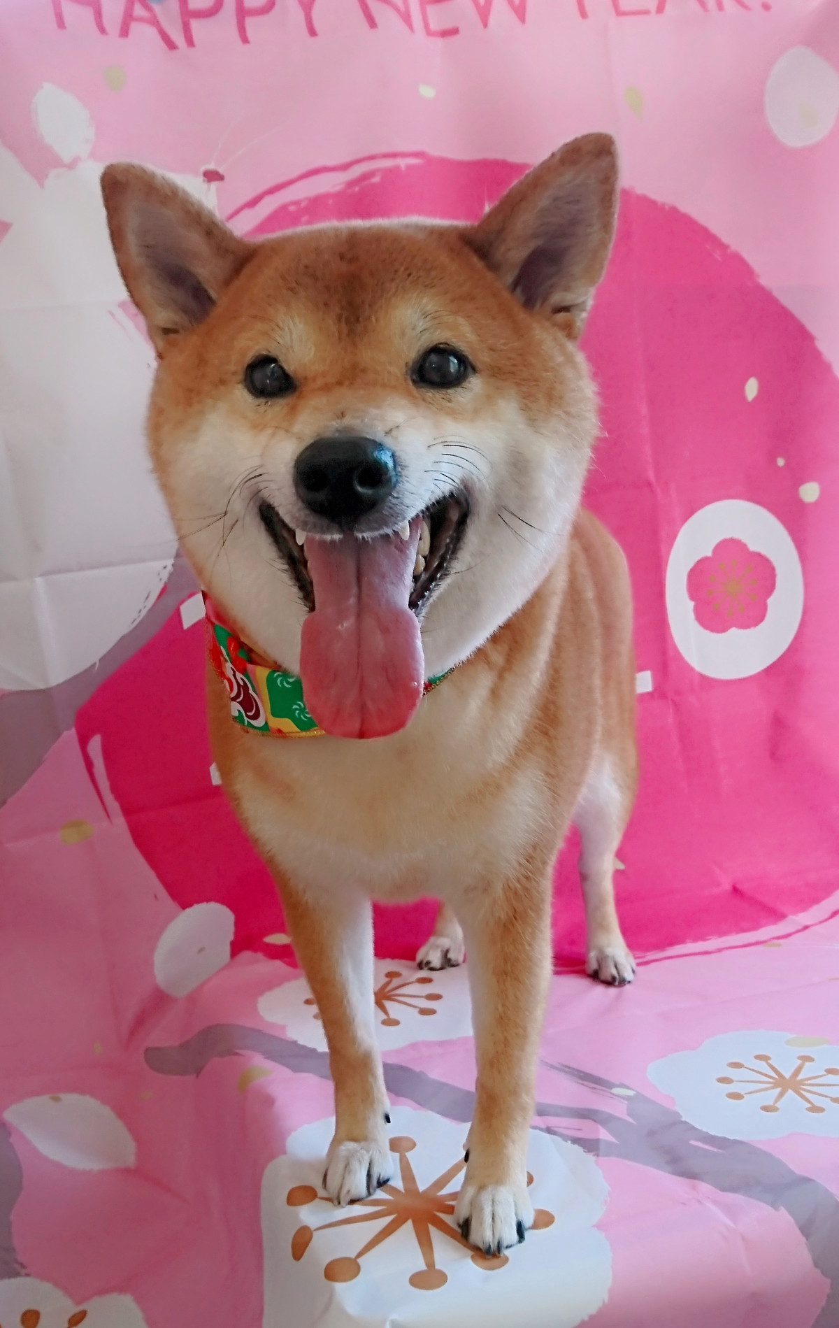 柴の葵ちゃん グルーミングコース