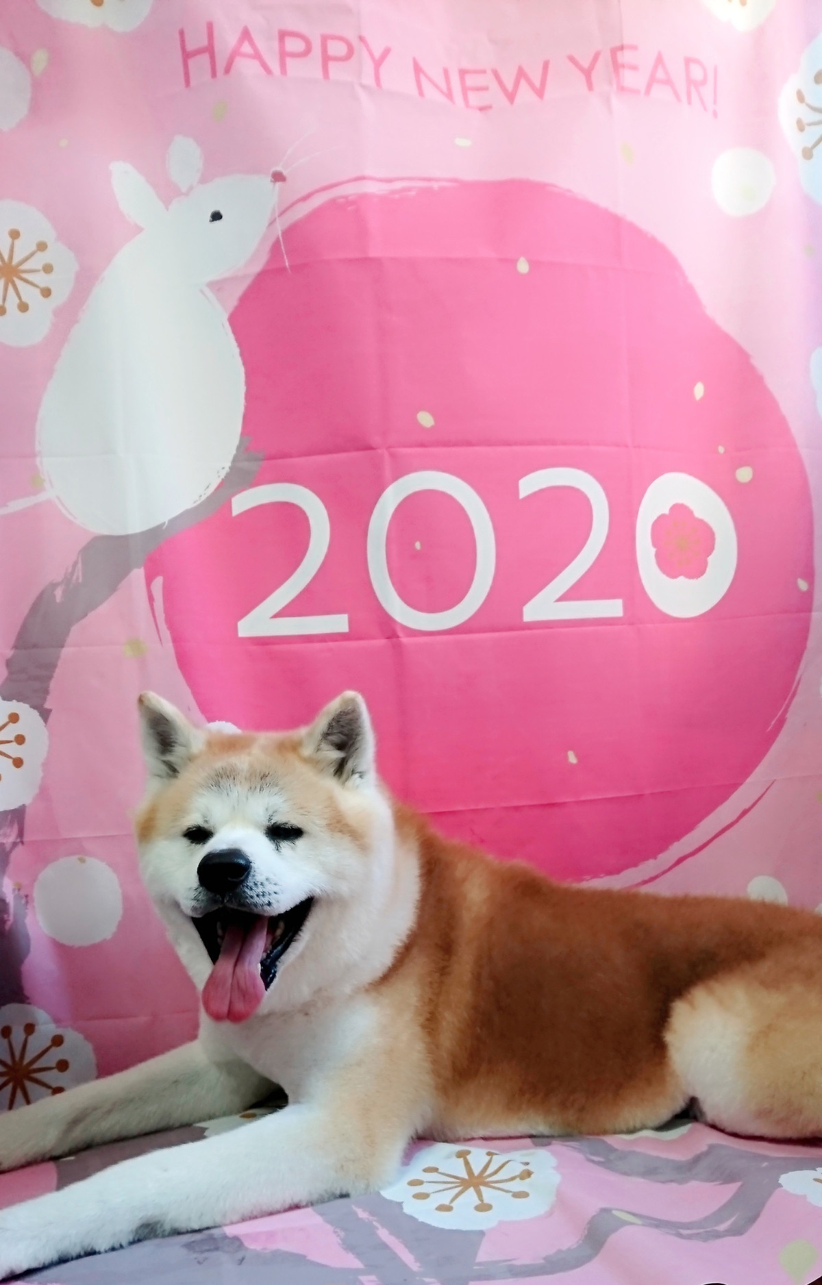 秋田犬のマロちゃん グルーミングコース 部分カット