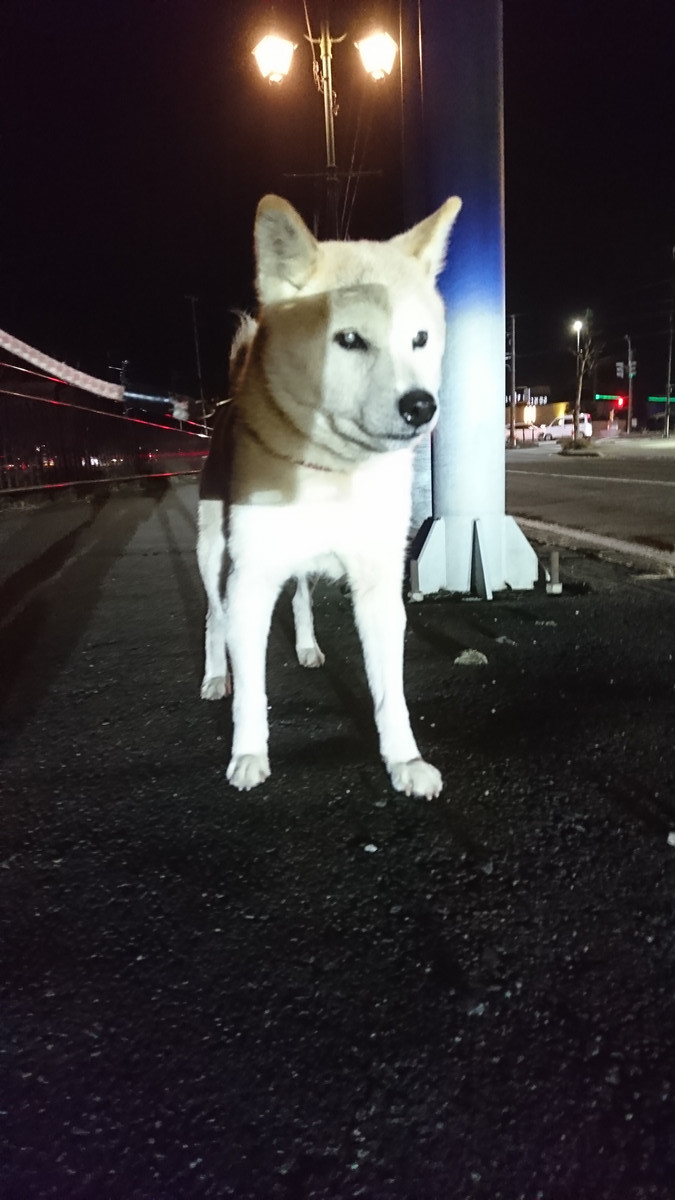 柴のナナちゃん お泊まりの様子