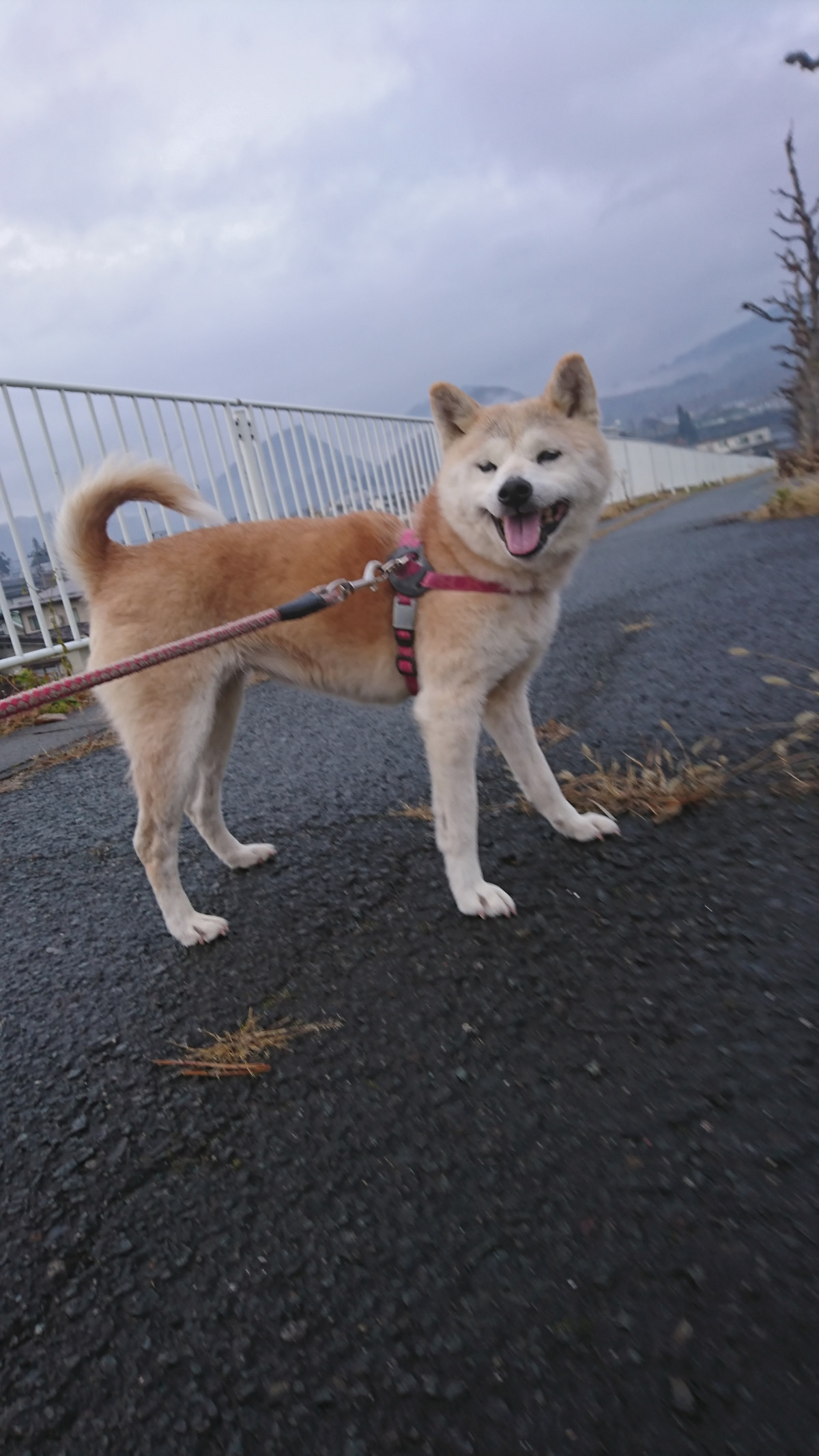 柴のナナちゃん お泊まりの様子