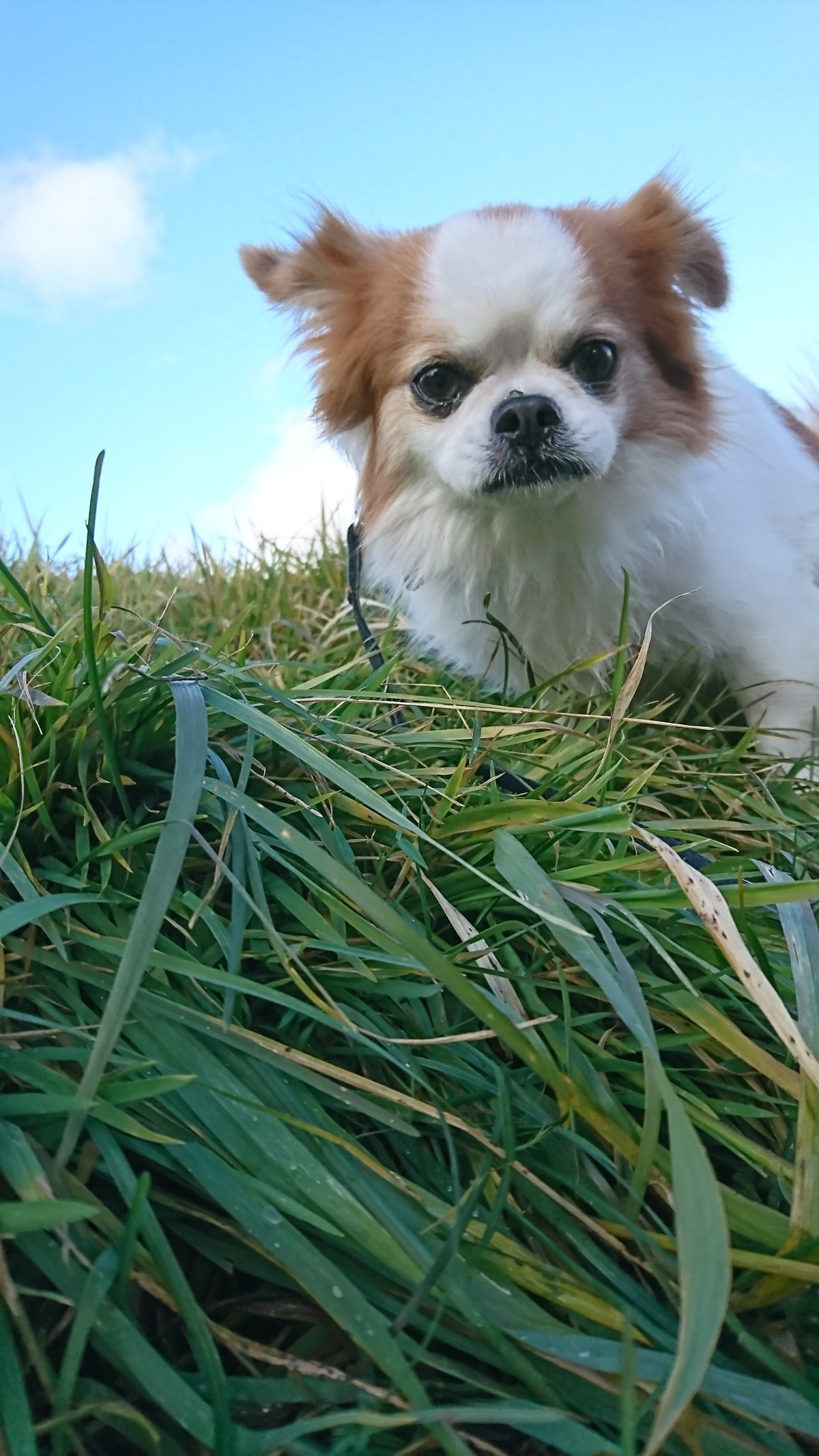 MIXのちゃっぴぃちゃん お泊まりの様子